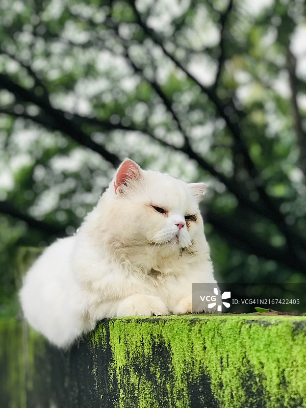 坐在树上的猫咪特写，印度喀拉拉邦卡萨拉戈德图片素材