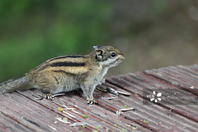 花栗鼠特写，在木头上，中国云南德钦图片素材