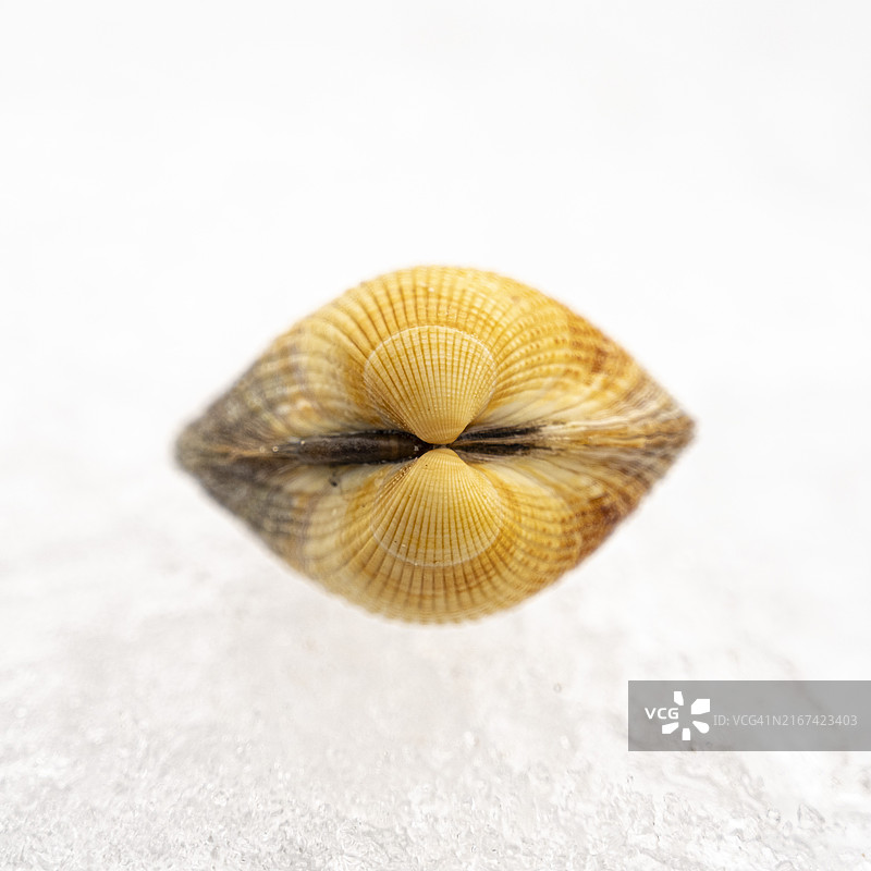 白色背景上的贝壳特写图片素材
