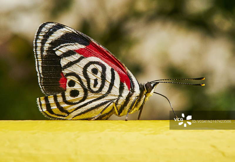 蝴蝶特写，巴西图片素材