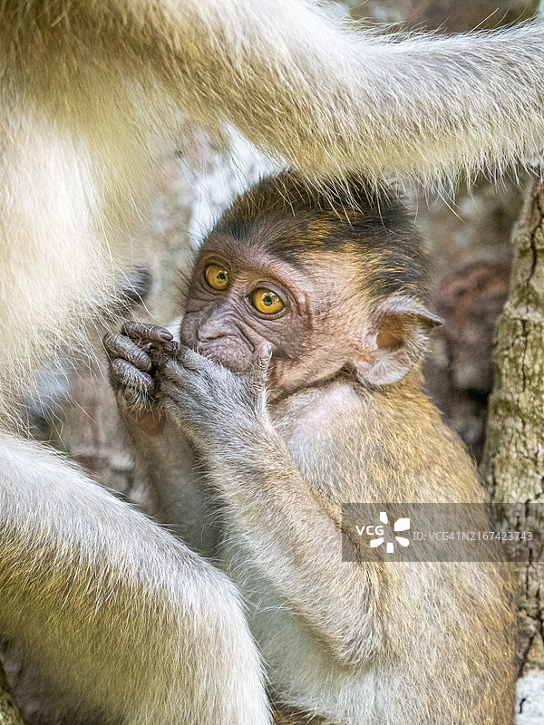 猕猴吃食物的特写图片素材