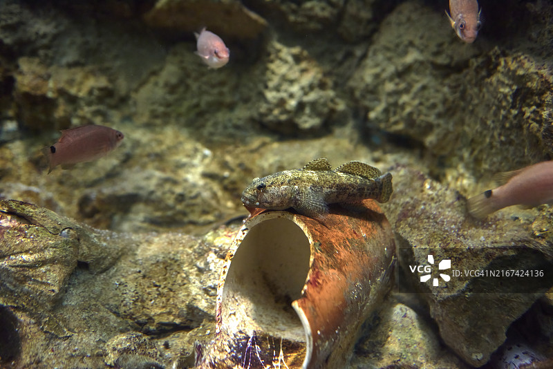 西班牙背景中的棕色鱼图片素材