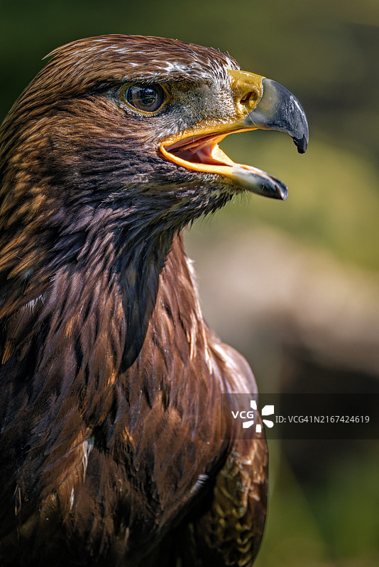 金雕特写图片素材