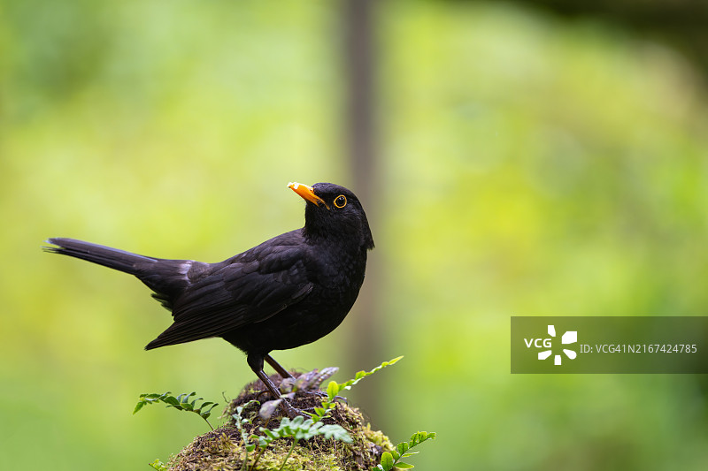黑歌鸫栖息在户外的特写，英国坎布里亚郡图片素材