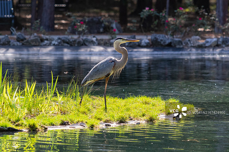苍鹭栖息在湖边的侧视图，美国佛罗里达州奥卡拉图片素材