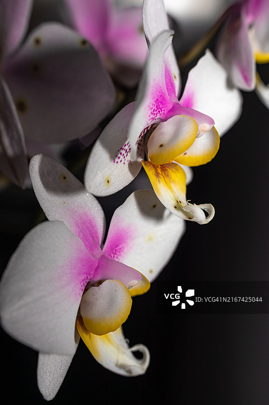 粉色兰花特写图片素材