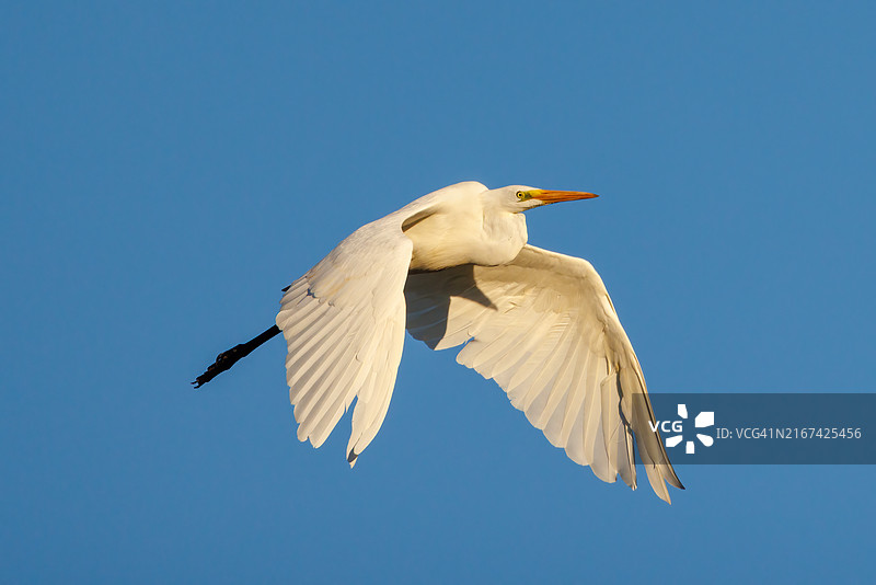 低角度拍摄的在蔚蓝天空飞翔的白鹭图片素材