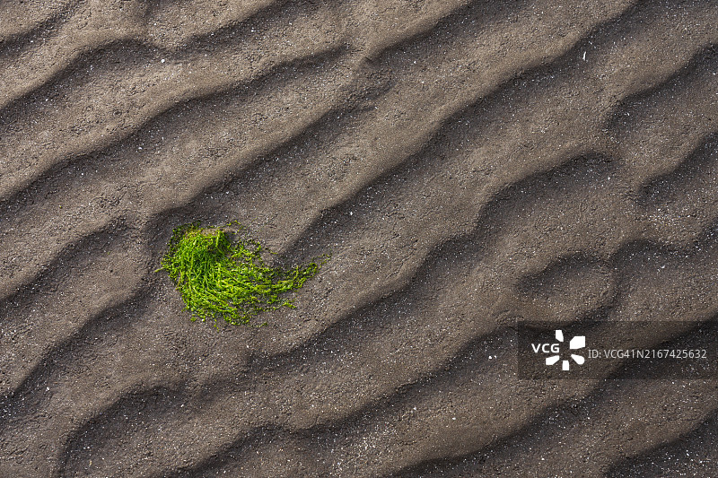 沙滩植物俯视图图片素材