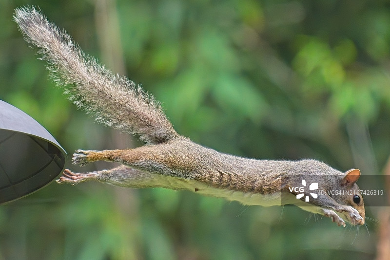 在美国阿肯色州小石城，松鼠吃食物的特写图片素材