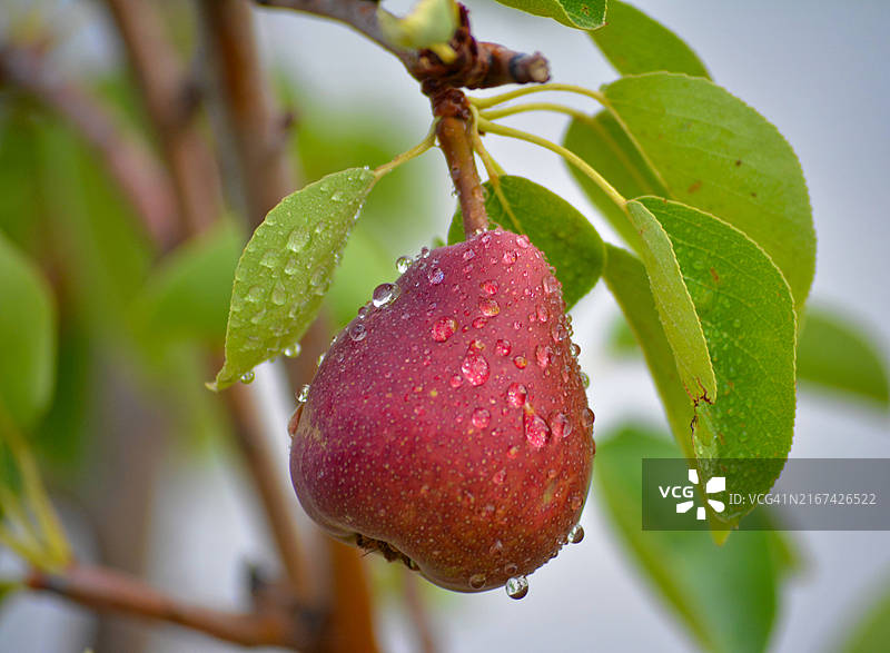 树上生长的湿润水果特写图片素材