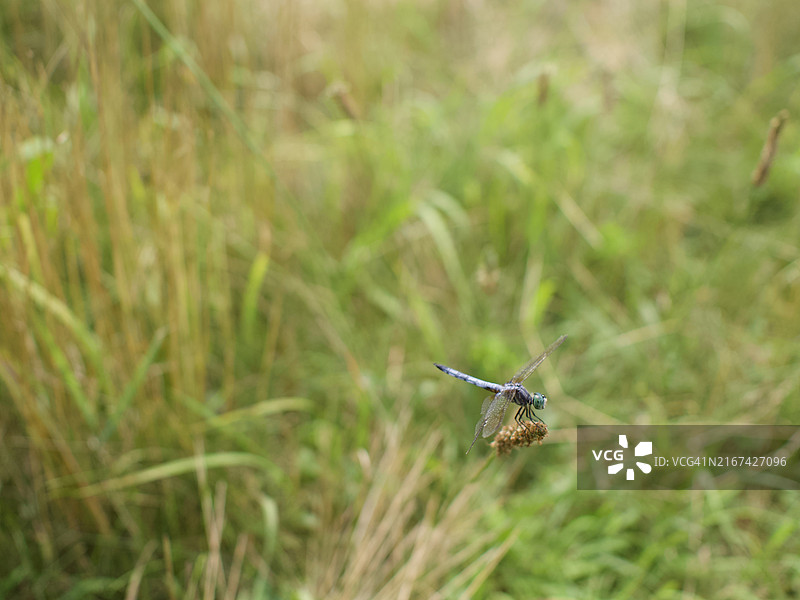 美国马萨诸塞州舍伯恩草地上的昆虫特写图片素材