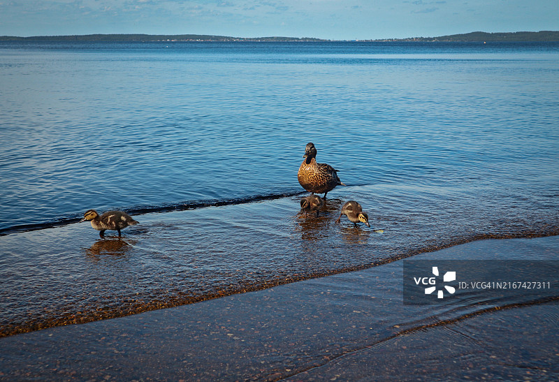 俯视拍摄：海滩岸边的鸟类图片素材
