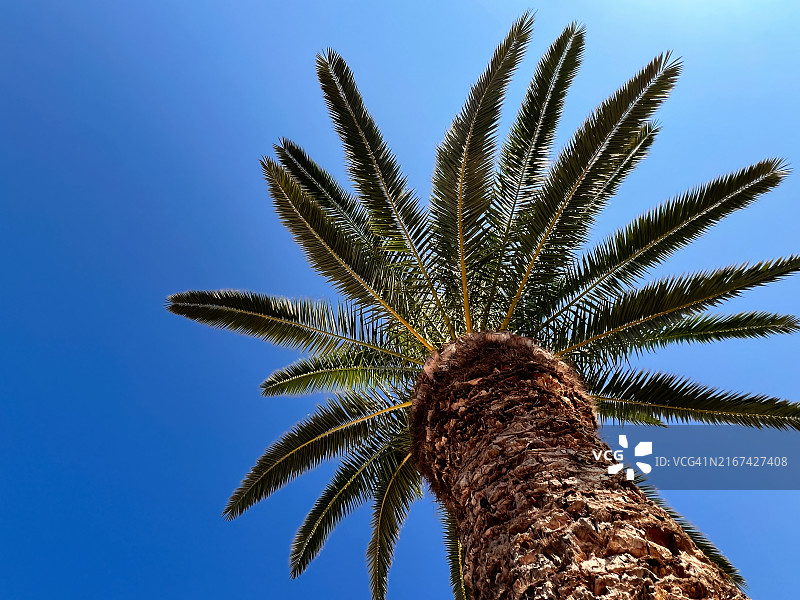 棕榈树图片素材