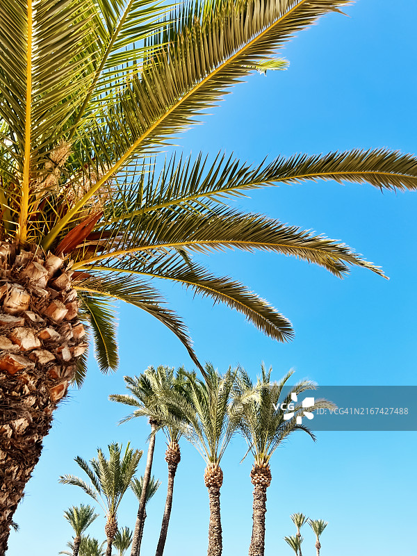 蓝天下的棕榈树图片素材
