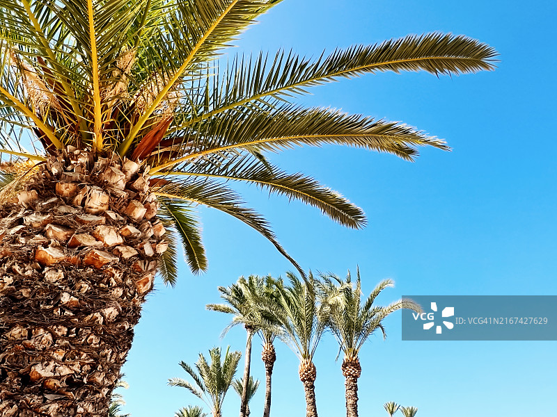 阳光下的棕榈树图片素材