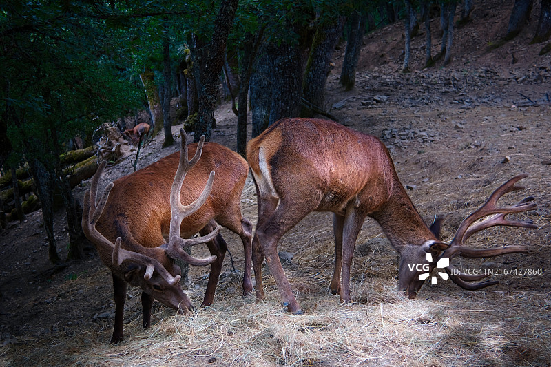 站在田野上的鹿的侧视图图片素材