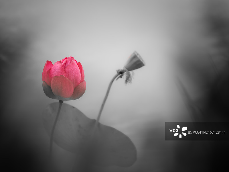 红色玫瑰特写，中国香港图片素材