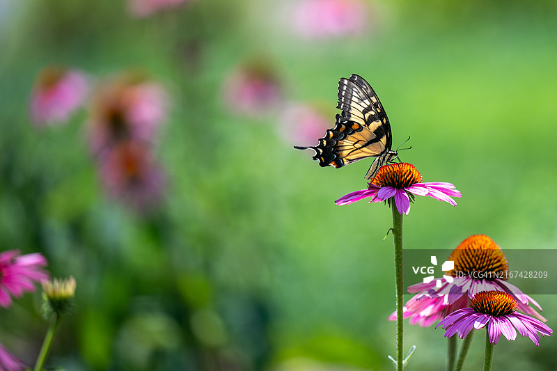 美国弗吉尼亚州麦克莱恩的紫色花朵上的蝴蝶特写图片素材