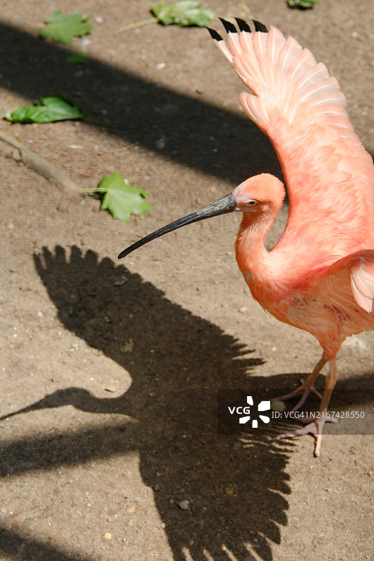 火烈鸟的特写图片素材