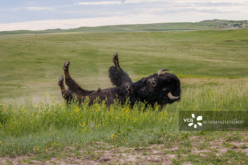 在草地上打滚的野牛图片素材