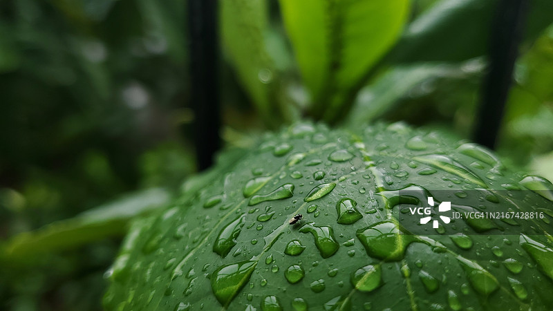 树叶上雨滴的特写图片素材