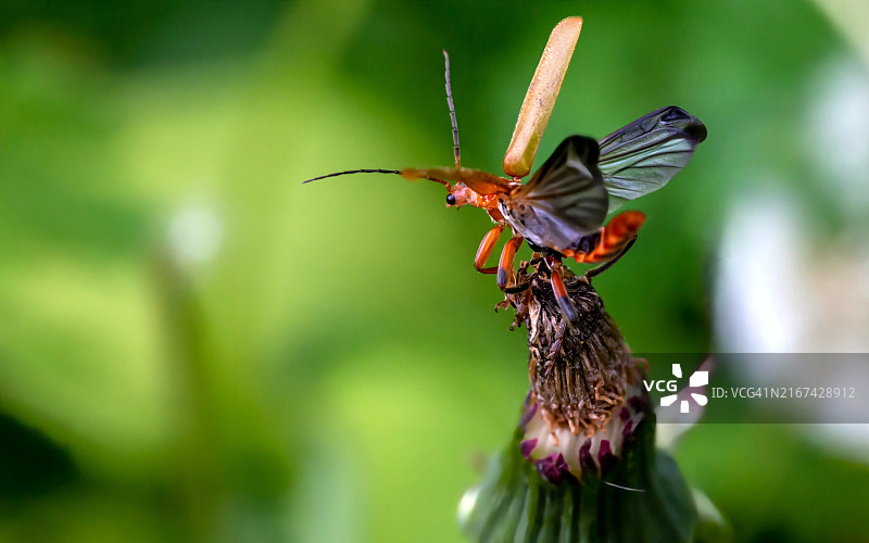 昆虫在花上的特写图片素材