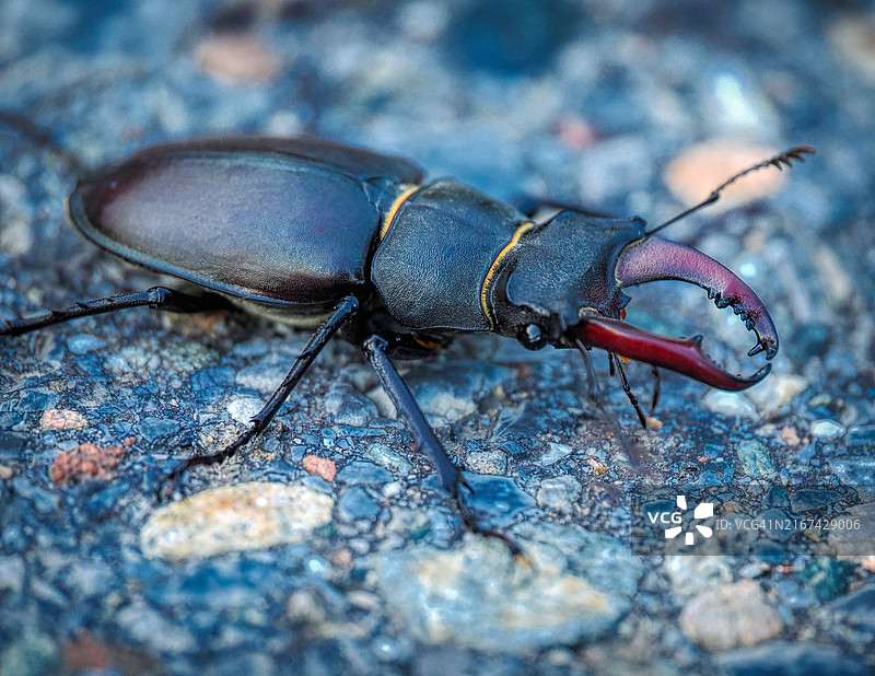 昆虫特写图片素材