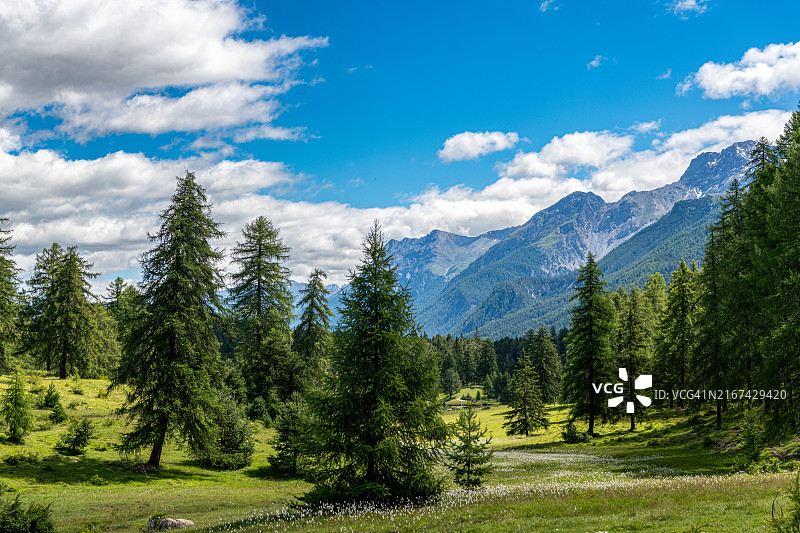 蓝天映衬下的松树美景图片素材