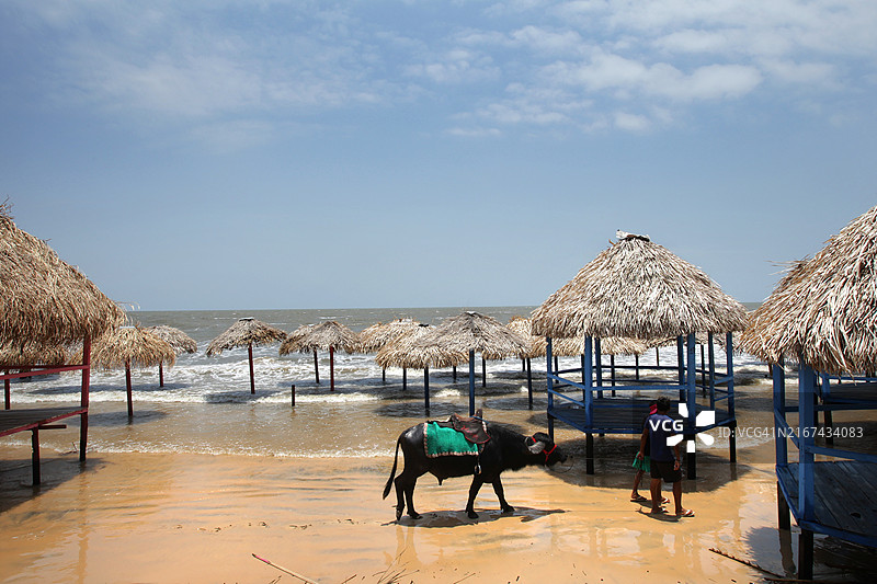 Marajó巴西亚马逊岛图片素材