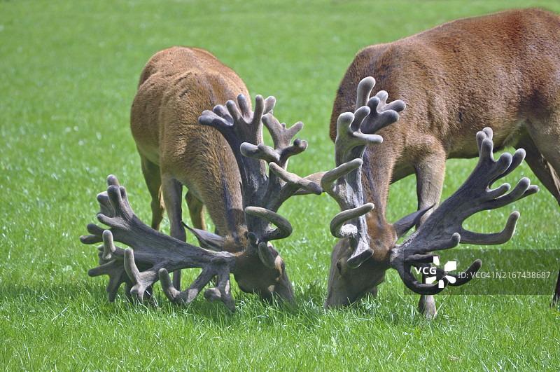 两只红色的雄鹿在新西兰西海岸的围场里吃草图片素材
