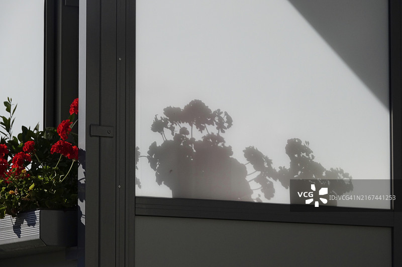 植物的影子，夏季，德国，欧洲图片素材