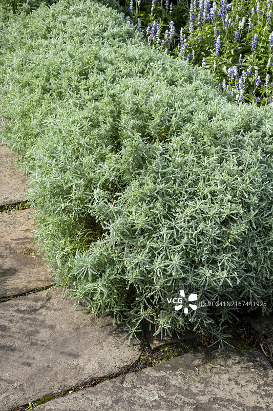 花园小路旁生长的棉花薰衣草图片素材