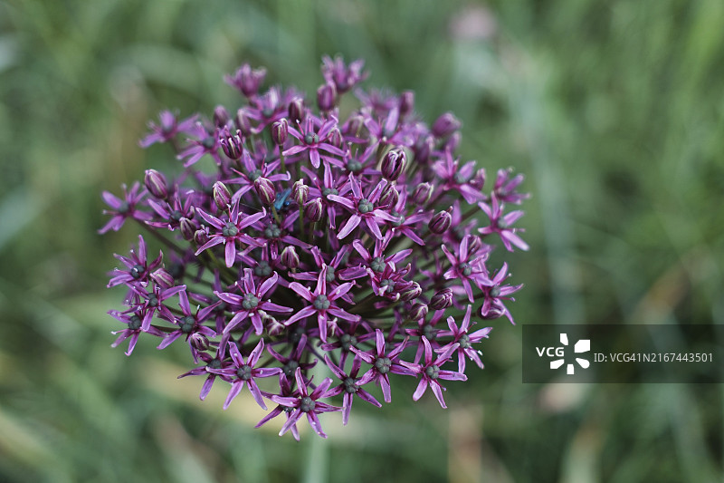 巨型洋葱，德国北莱茵-威斯特法伦州图片素材