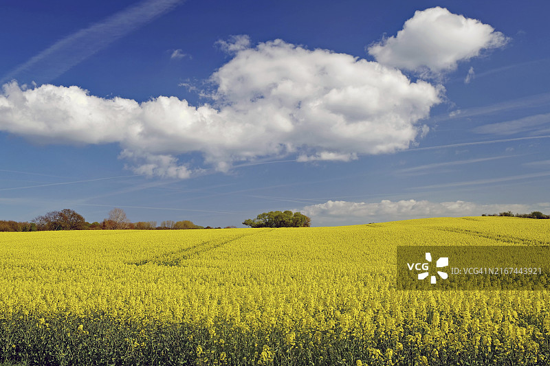 蓝天下遍布黄色油菜的广阔田野，丹麦朗厄兰庄园之路图片素材