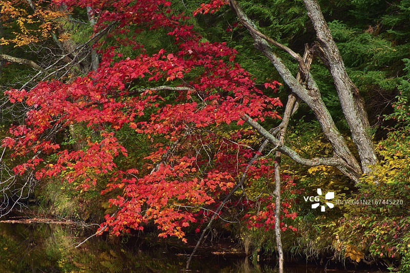 加拿大安大略省静谧河岸的红枫秋叶图片素材