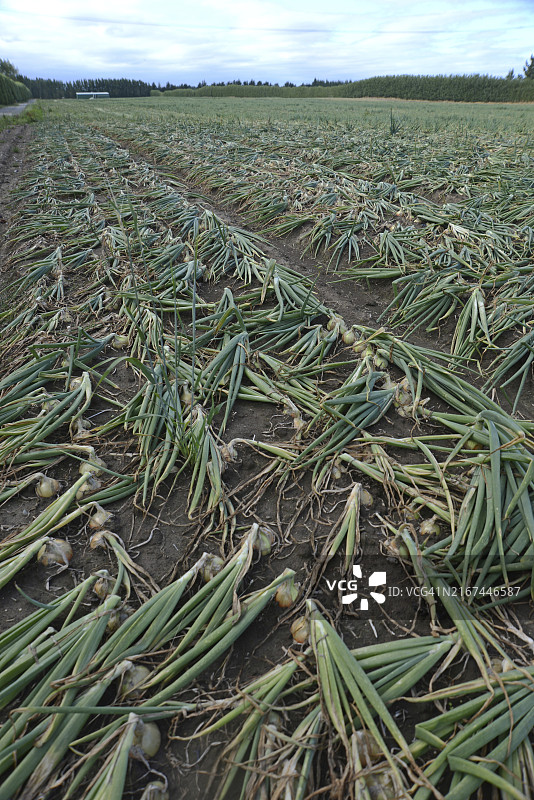 新西兰南岛坎特伯雷平原上等待收割的棕色洋葱田图片素材