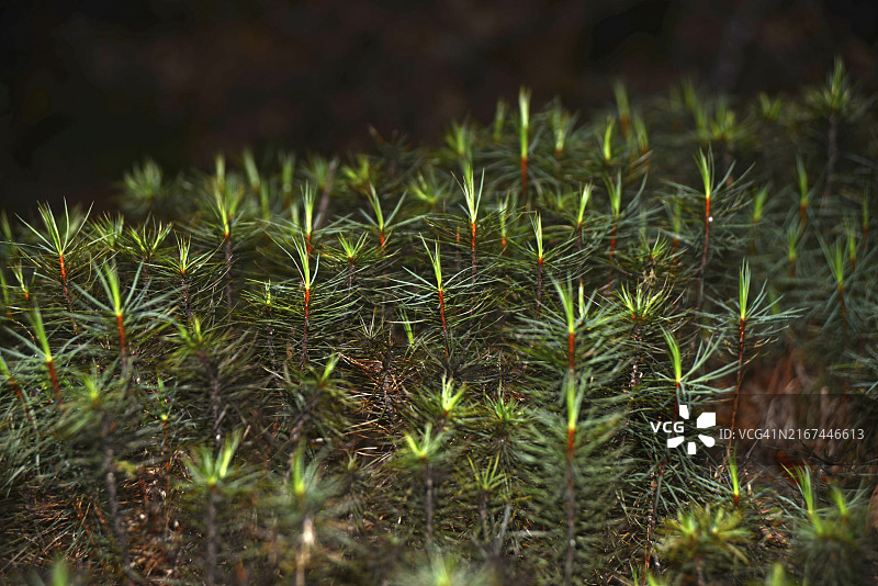 道森藓：世界上最高的苔藓，生长在新西兰布伦纳湖附近图片素材
