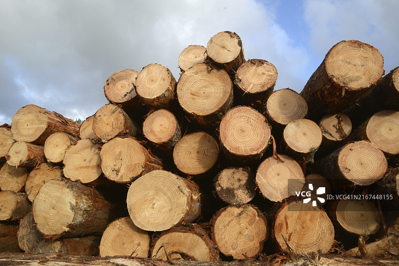 辐射松原木切割堆叠，准备在伐木场进行分类图片素材