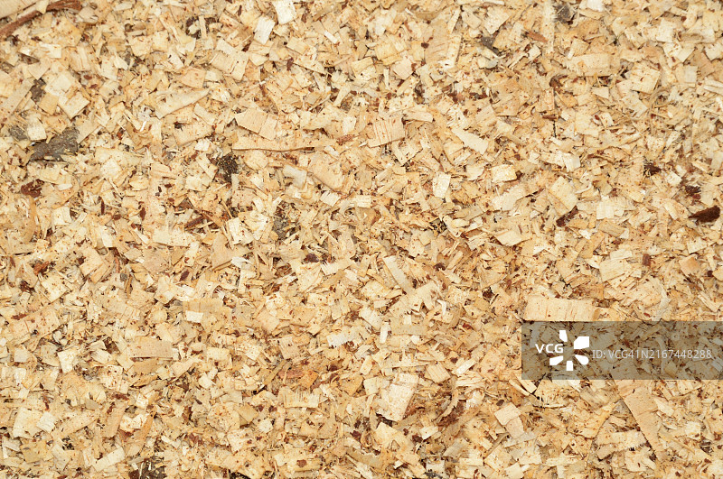 辐射松采伐现场链锯木屑背景图片素材