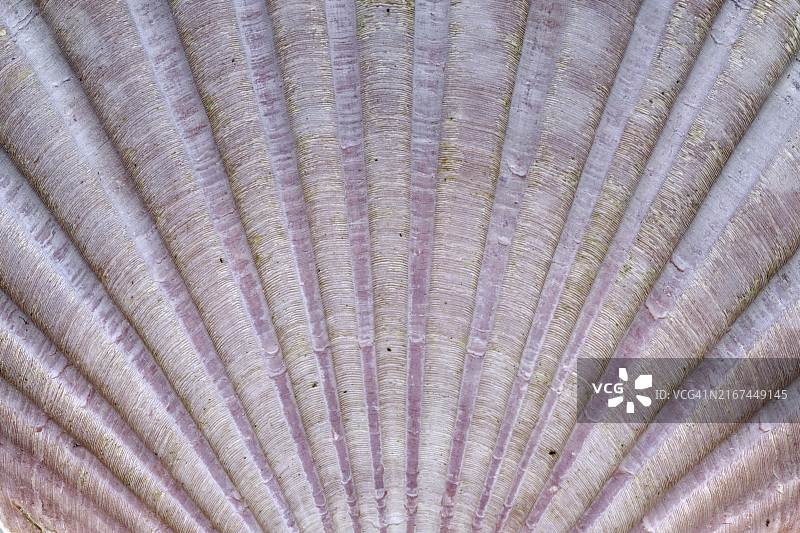 海螺壳表面细节图片素材