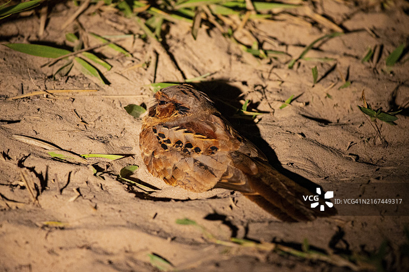巴拉圭夜鹰，巴西潘塔纳尔图片素材
