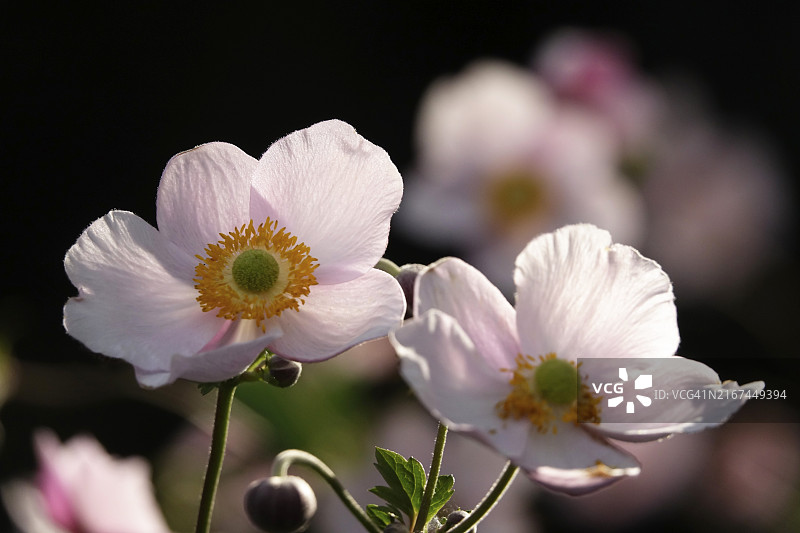 银莲花的美丽花朵：夏季，德国，欧洲图片素材