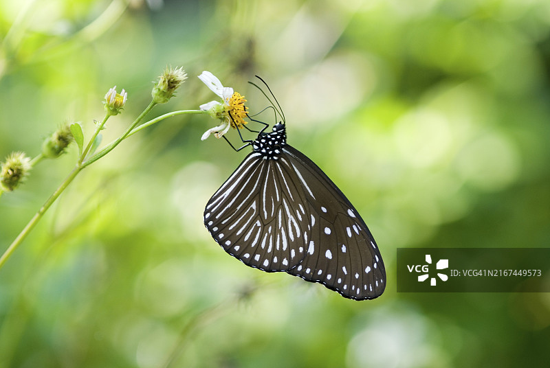 桃园的马利筋蝴蝶图片素材