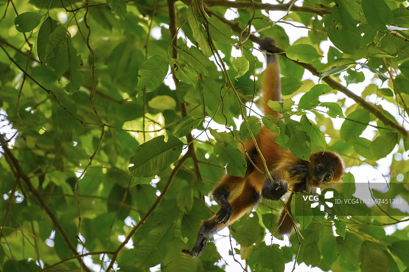 格氏蜘蛛猴在中国哥斯达黎加的树上攀爬图片素材