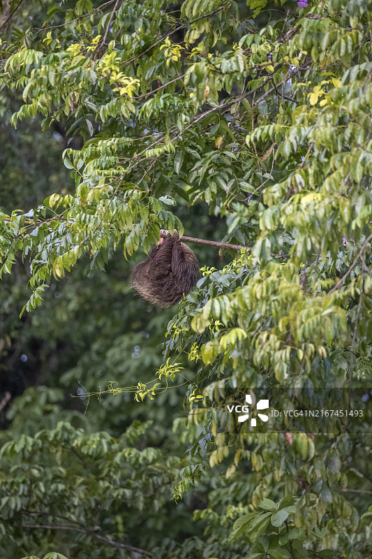 树上的褐喉树懒，位于哥斯达黎加中美洲的托尔图格罗国家公园图片素材