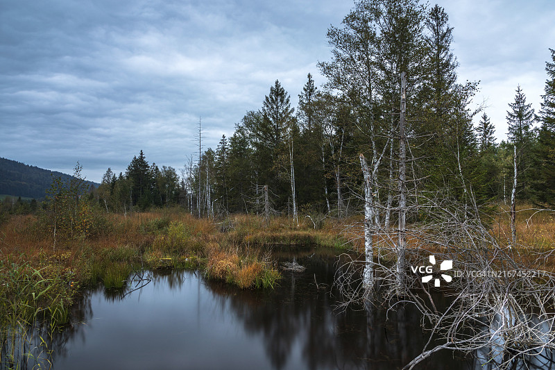 德国巴伐利亚州因采尔附近的沼泽地图片素材