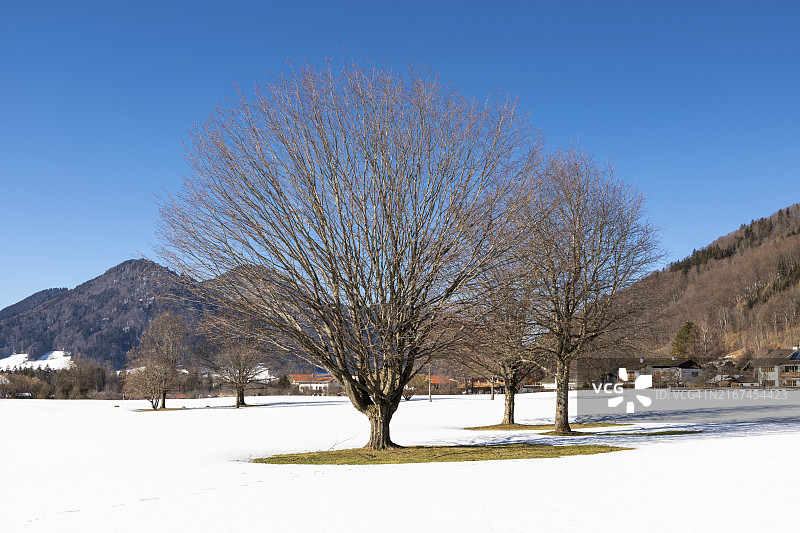 雪中鲁波尔丁的树木与山景图片素材