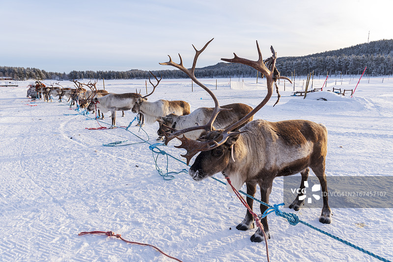 等待雪橇的可爱驯鹿，瑞典图片素材