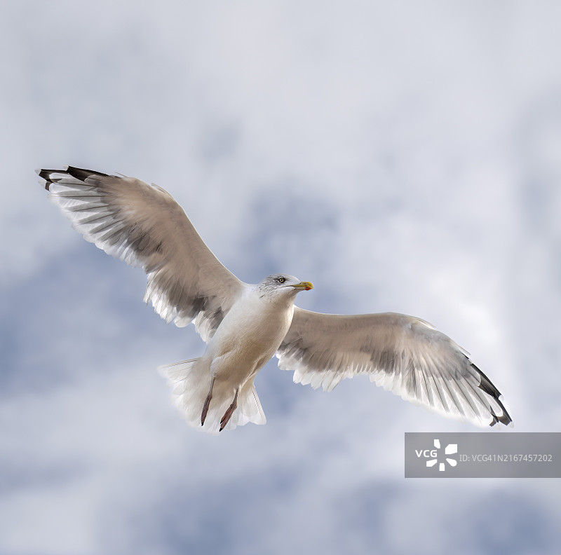 飞行中的小黑背鸥（Larus fuscus）图片素材