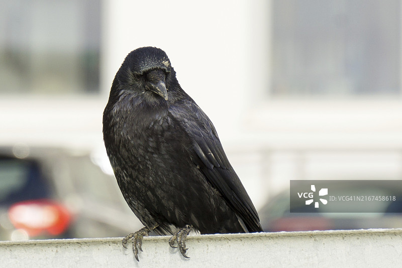 城市中的乌鸦图片素材